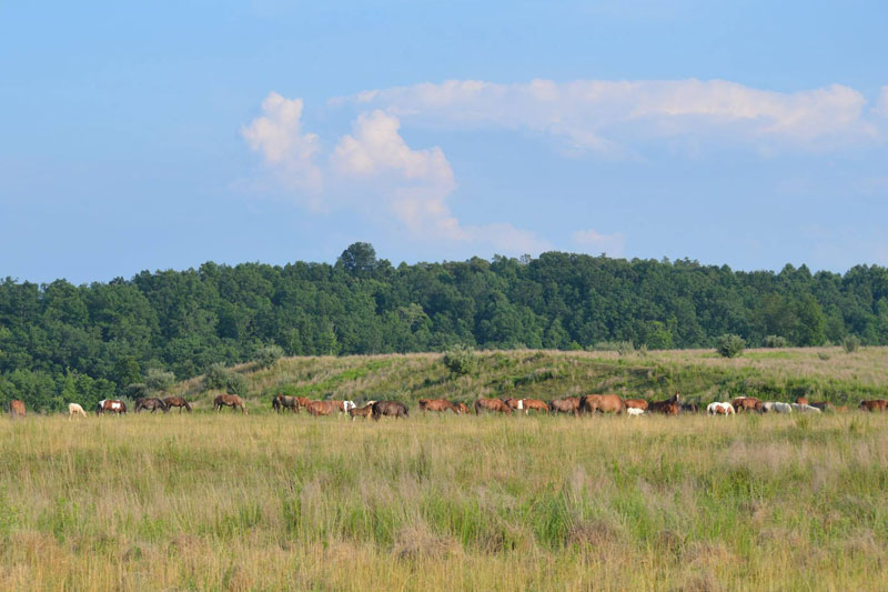 Coal Mine Horses