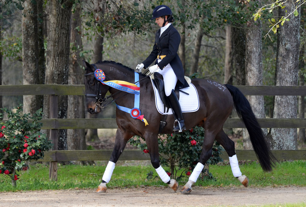 Cobra Winning Dressage