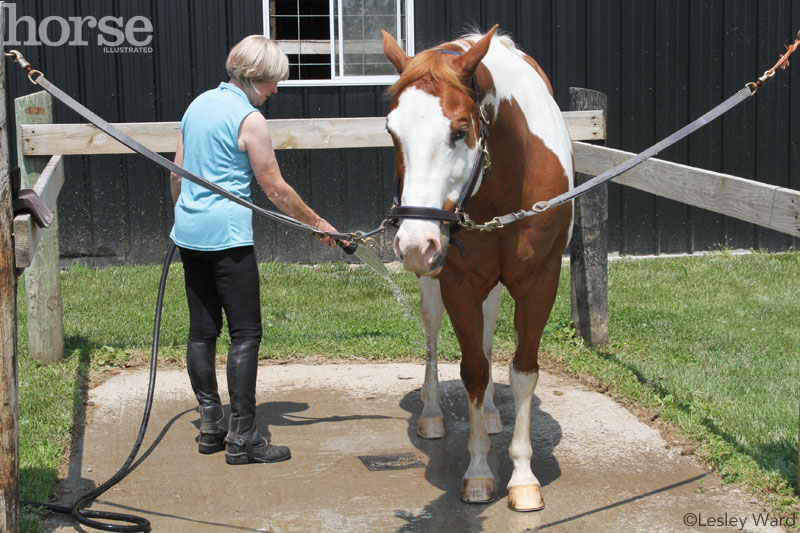 Cold hosing a horse's leg