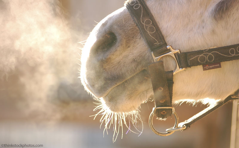 Winter Horse Muzzle