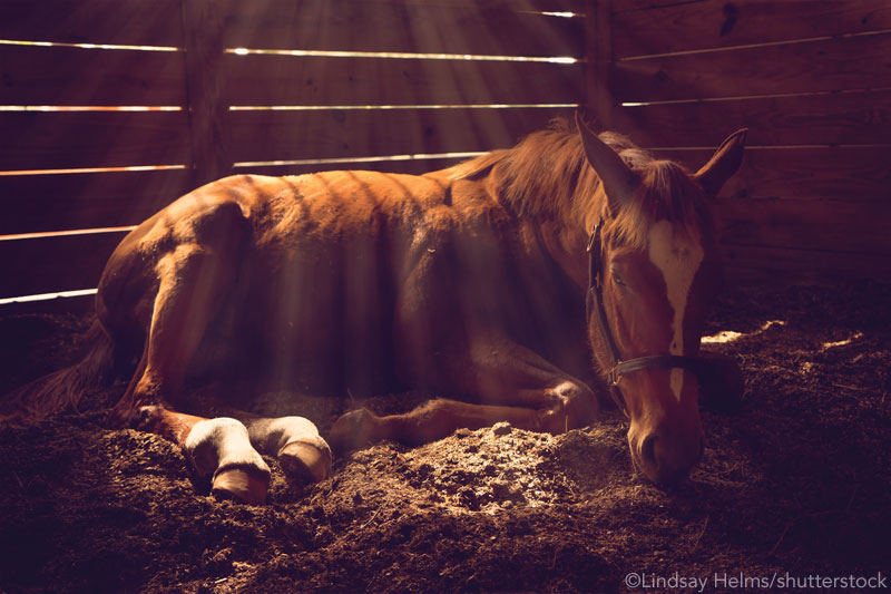 Colicking Horse