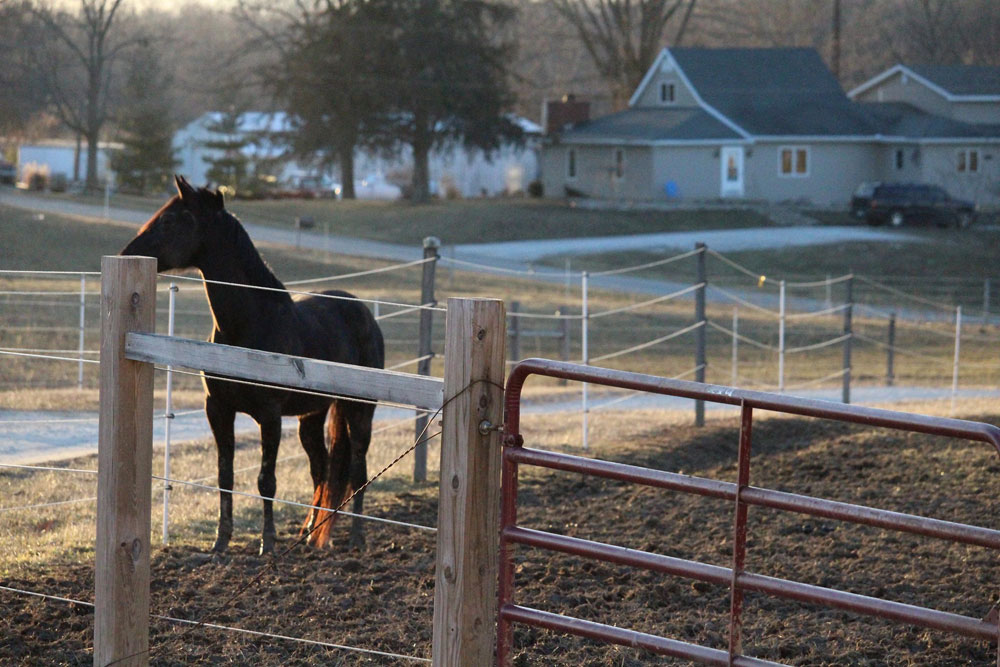 College Horse