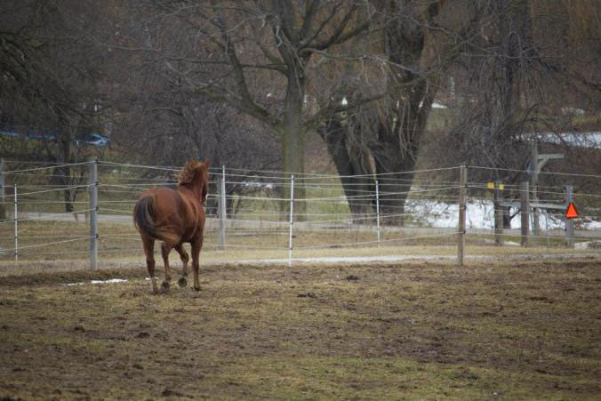 College Horse