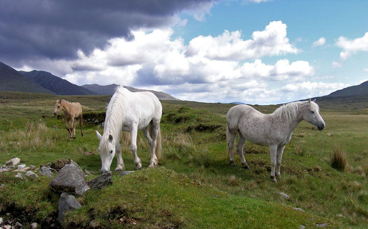 Connemara Pony