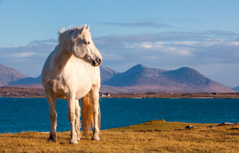 Connemara Pony