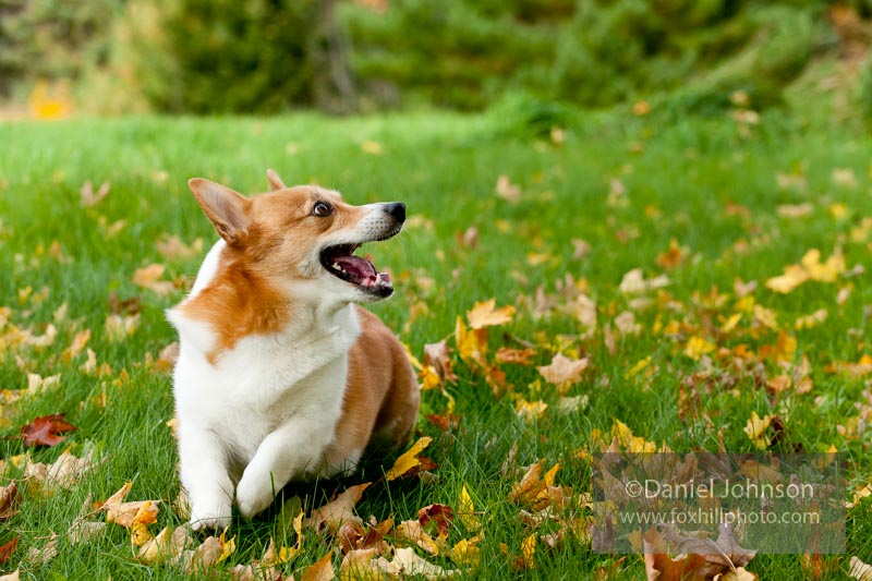 Corgi