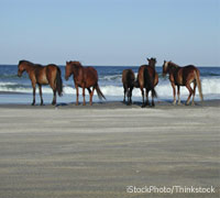 North Carolina Corolla Horses