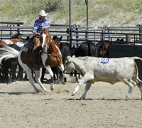 National Versatility Ranch Horse Association National Finals