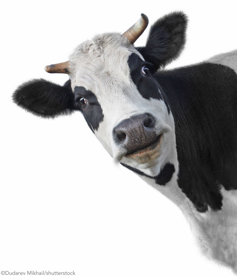 Cow