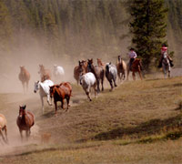 Cowgirls at work