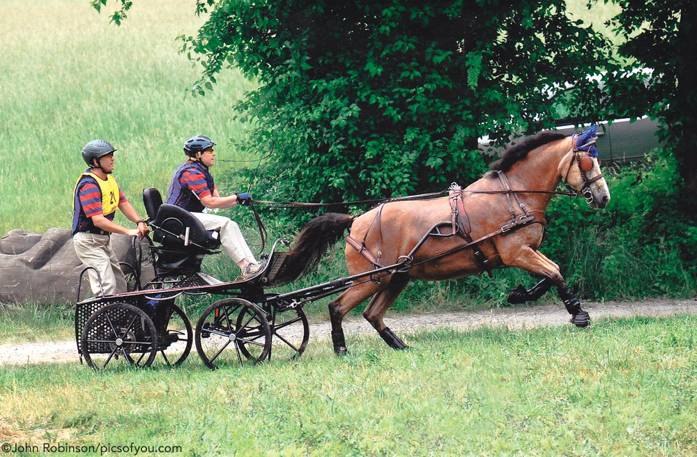 Curly Horse Driving