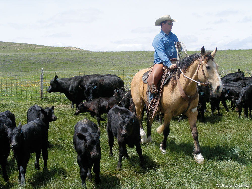 Curly Horse Ranch Work