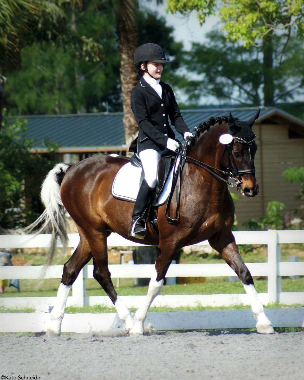 Curly Horse Dressage