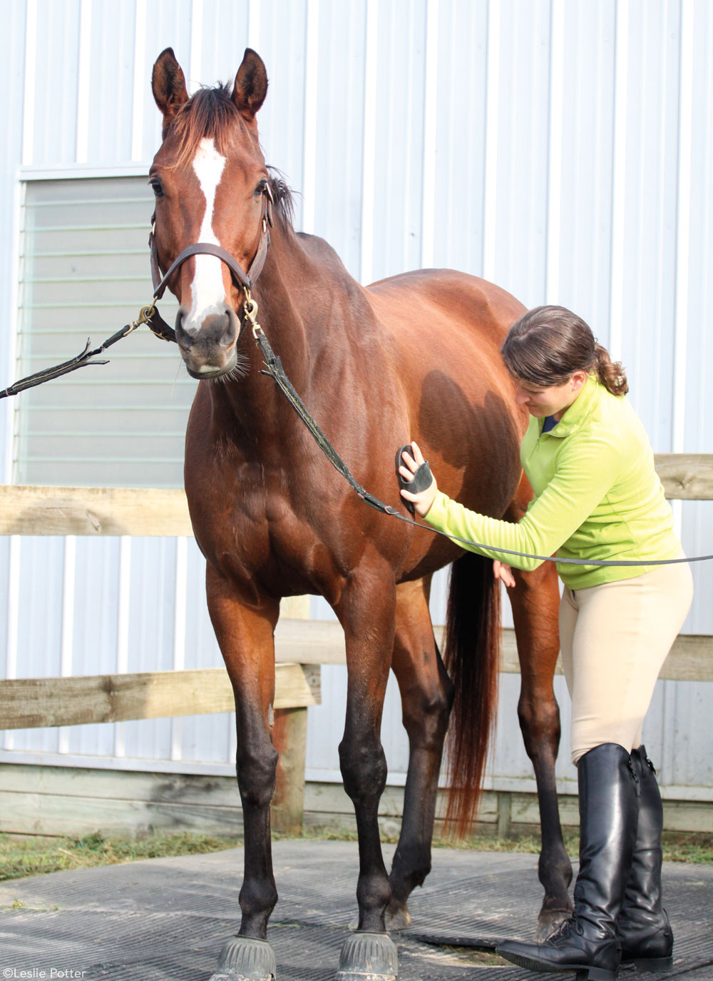 quick horse grooming