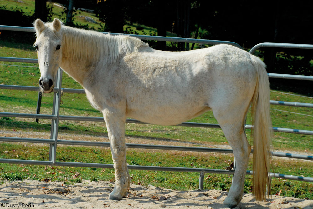 Horse with Cushing's or PPID