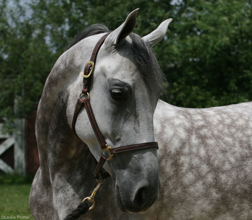 Dapple Gray National Show Horse