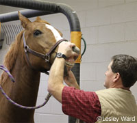 Equine Dentist