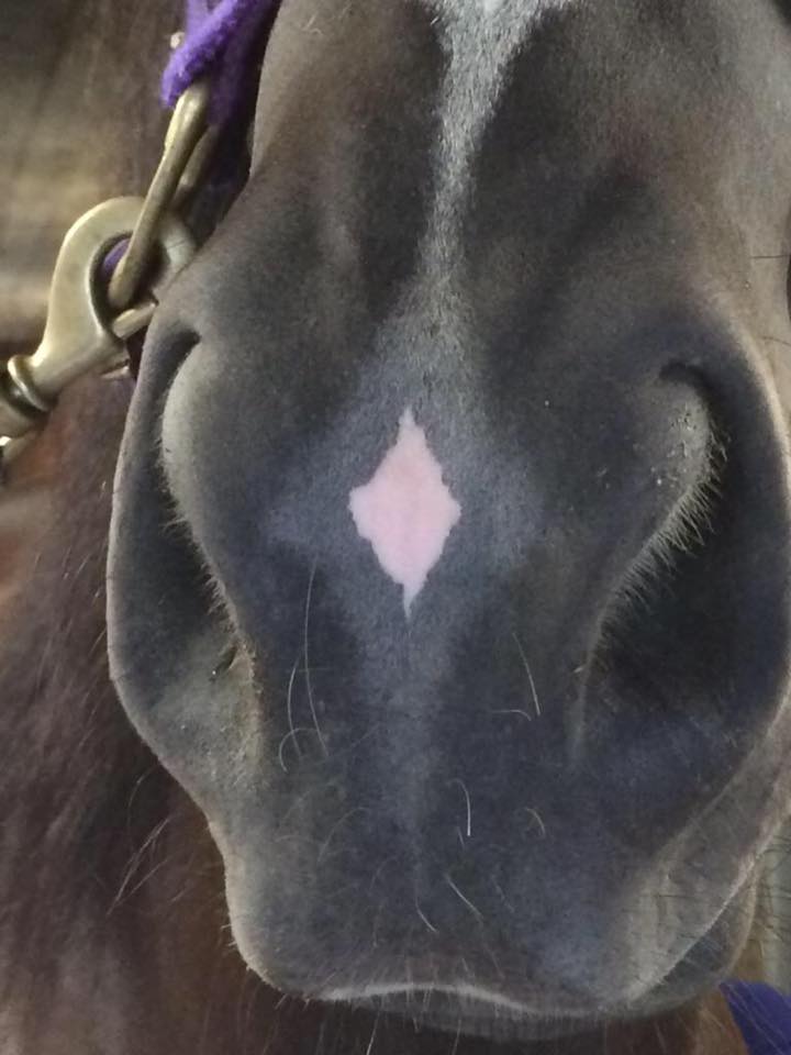 Horse Markings