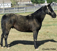 The Miracle Groom Dirty Horse Challenge will be held until the end of February