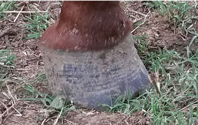 Dished hoof showing signs of past laminitis