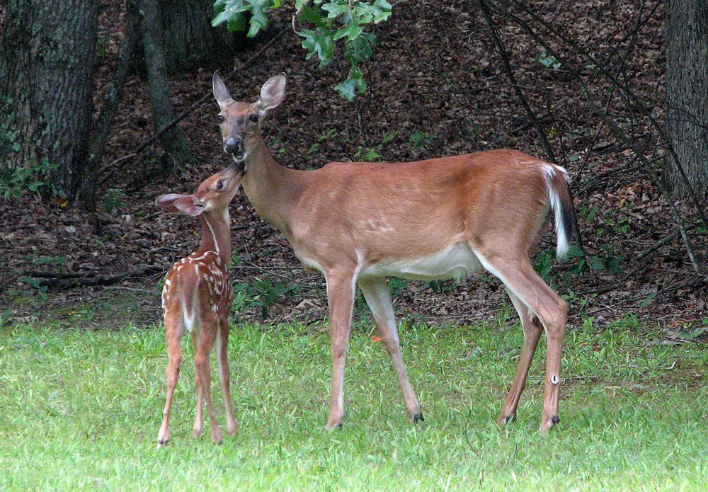 Doe and Fawn