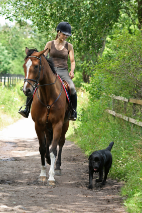 Dog and Horse