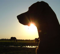 Dog watching horses