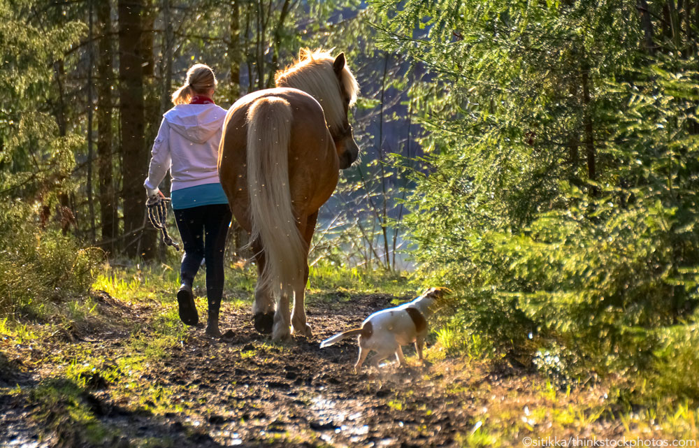 Trail Riding