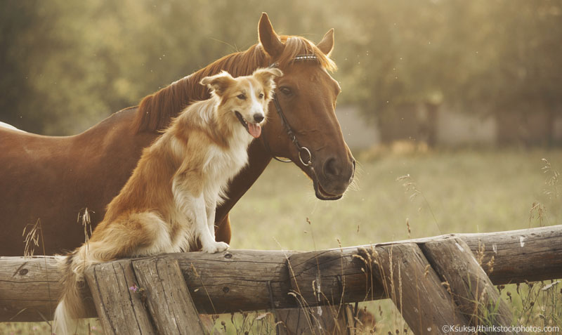 Dog and Horse