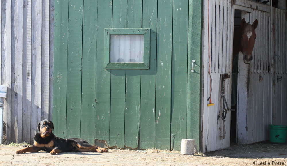 Dog in Front of Barn