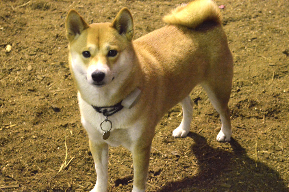 Barn Dog