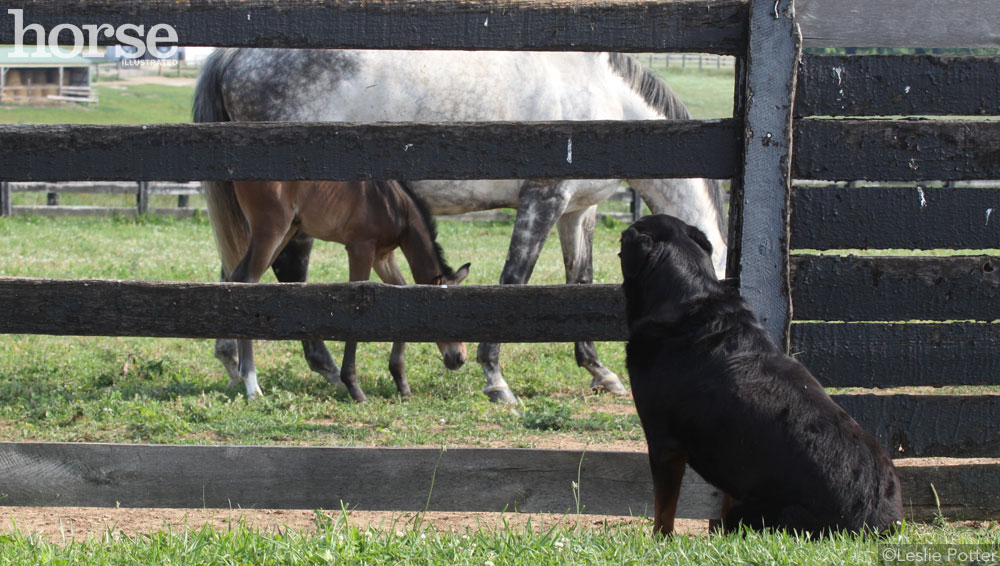 Dog and Horses