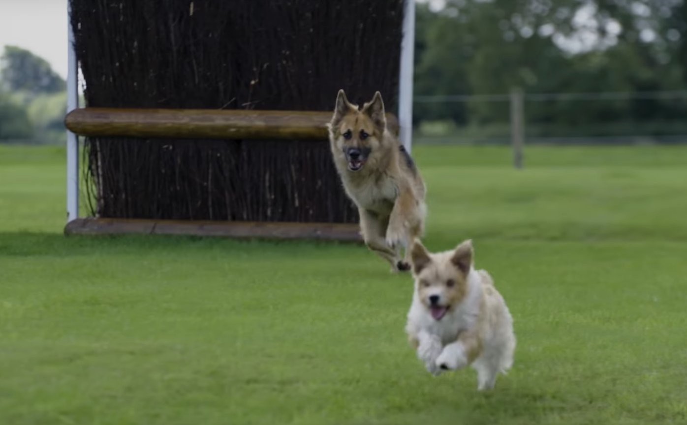 Dogs at Burghley