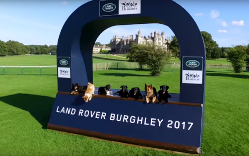 Dogs at Burghley