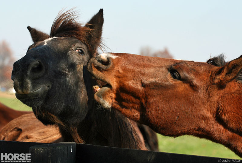 Horse Biting Horse