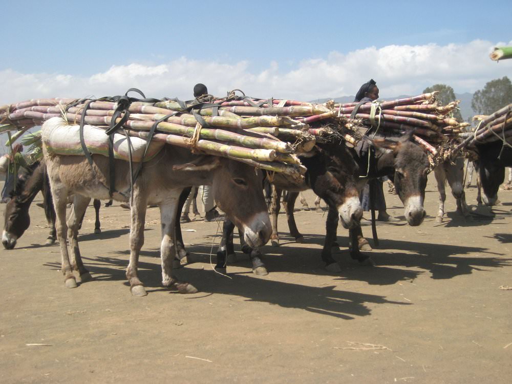 Working Donkey in Ethiopia