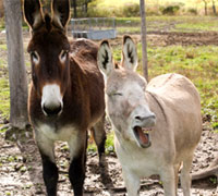 Donkeys