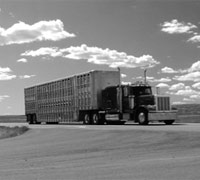 Double decker livestock trailer