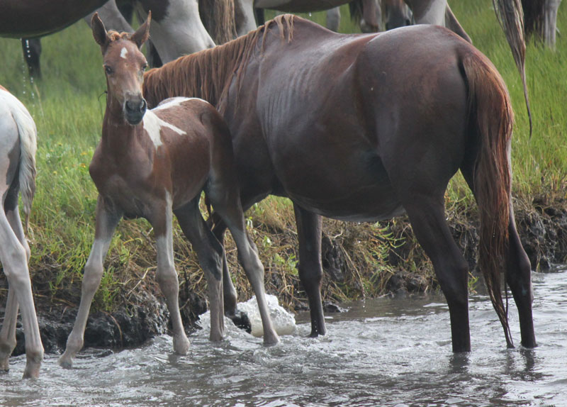 Dreamer's Faith Chincoteague Pony