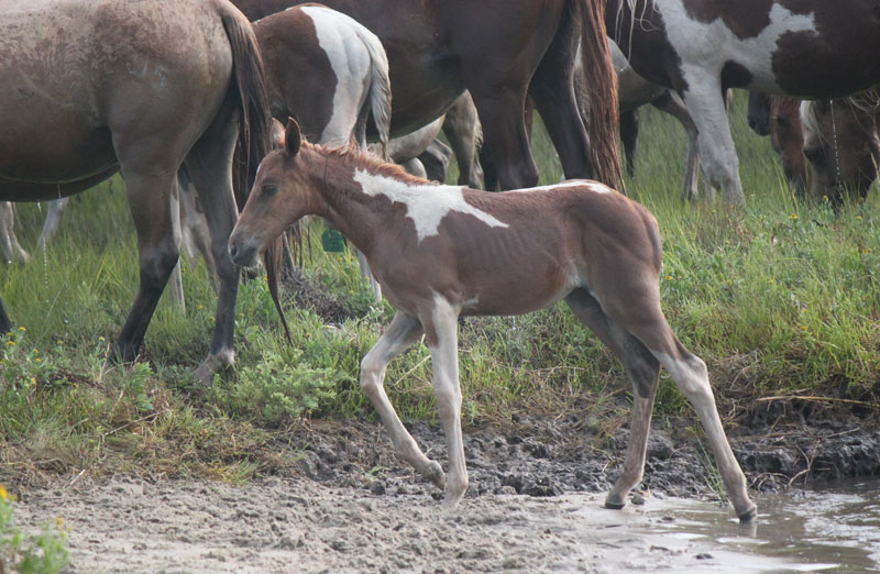 Dreamer's Faith Chincoteague Foal