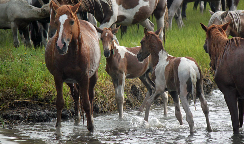 Dreamer's Faith Chincoteague Pony