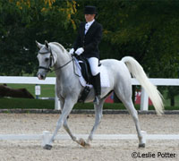 Arabian dressage horse