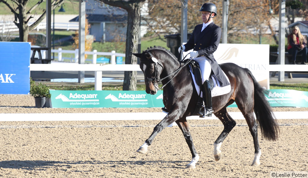 Dressage Trot