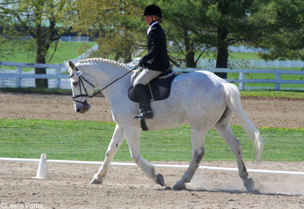 Dressage