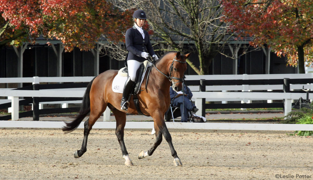 Dressage Training Level