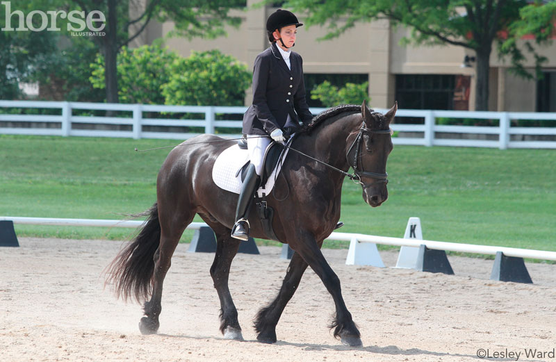 Dressage Horse