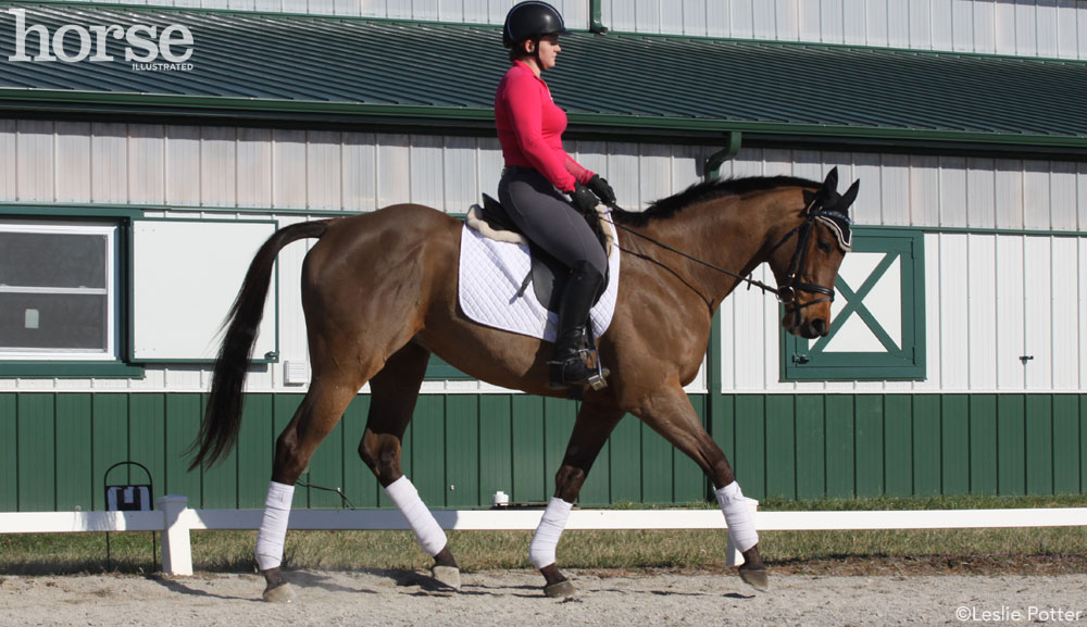 Dressage Schooling Half Halt