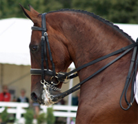 Grand Prix dressage horse