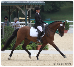 Dressage rider