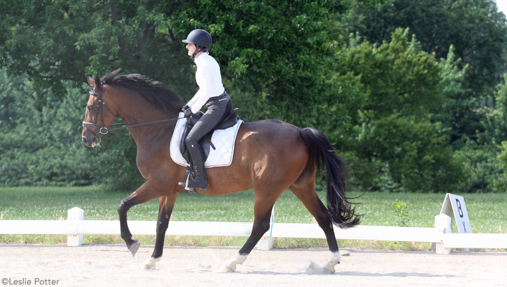 Dressage Schooling